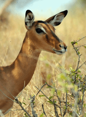 Carte tête de gazelle de thomson Carte tête de gazelle de thomson